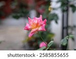 Beautiful pretty pink rose flower or capreoara K Flickr isolated