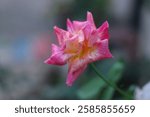 Beautiful pretty pink rose flower or capreoara K Flickr isolated