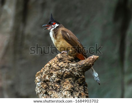A beautiful and pretty Red-whiskered Bulbul (Pycnonotus jocosus).
