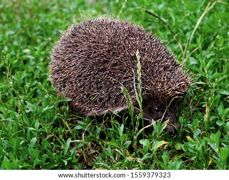 Similar – Igel Garten Erwachsene