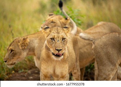A beautiful pride of lions in the greater  national park. Busy patrolling their territory and hunting for some food.  - Shutterstock ID 1677955378