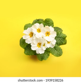 White Primrose の写真素材 画像 写真 Shutterstock