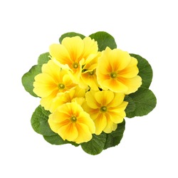 Beautiful Primula (primrose) Plant With Yellow Flowers Isolated On White, Top View. Spring Blossom