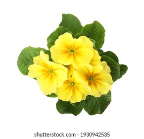 Beautiful primula (primrose) plant with yellow flowers isolated on white, top view. Spring blossom - Powered by Shutterstock