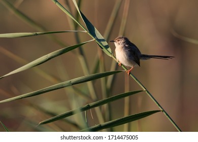 Beautiful Priniya (Cisticolidae) / Bahrain