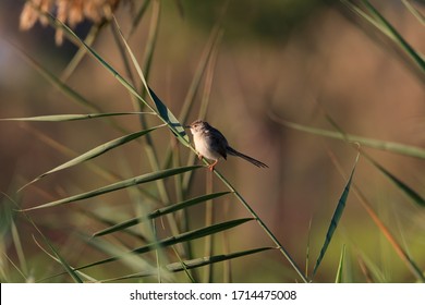 Beautiful Priniya (Cisticolidae) / Bahrain