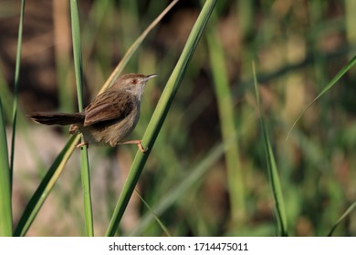 Beautiful Priniya (Cisticolidae) / Bahrain