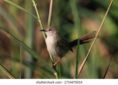 Beautiful Priniya (Cisticolidae) / Bahrain