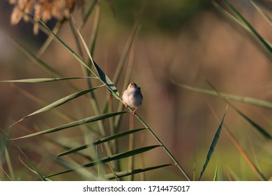 Beautiful Priniya (Cisticolidae) / Bahrain