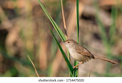 Beautiful Priniya (Cisticolidae) / Bahrain