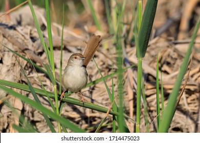 Beautiful Priniya (Cisticolidae) / Bahrain