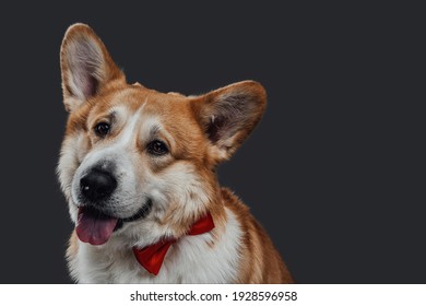 コーギー 犬 の写真素材 画像 写真 Shutterstock