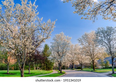 Beautiful Profusion of Cherry Blossoms on Trees in Spring on a Residential Neighborhood Street in Ohio, USA