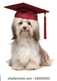 Beautiful proud graduation chocolate havanese dog with red cap isolated on white background