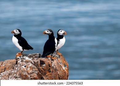 Beautiful puffins from Iceland