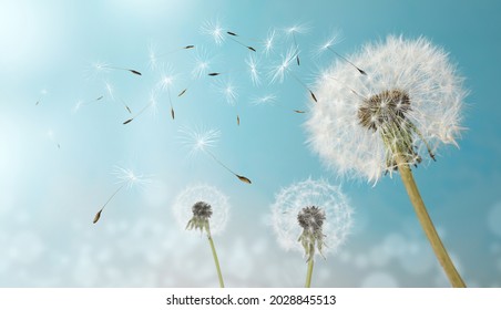 Beautiful puffy dandelions and flying seeds against blue sky on sunny day 