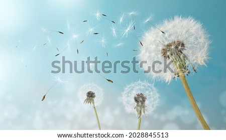 Beautiful puffy dandelions and flying seeds against blue sky on sunny day 
