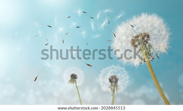 Beautiful puffy dandelions and flying seeds against blue\
sky on sunny day 