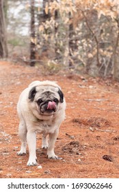 beautiful pug dog with tongue out waiting for treat which is a cookie in woods with pineneedles blanketing the ground and surrounded by nature