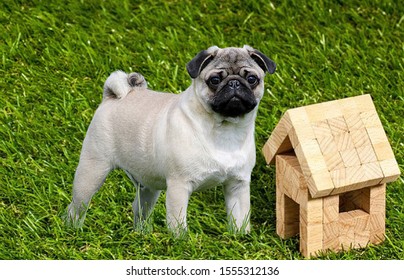 A Beautiful Pug Puppy Trying To Get Into The House But The House Is Too Small For Him So Funny Innocent Look