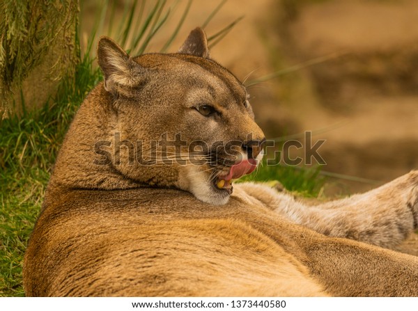 Beautiful Puma Tongue Out Stock Photo (Edit Now) 1373440580