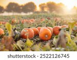 Beautiful pumpkin field in Germany, Europe. Halloween pumpkins on farm. Pumpkin patch on a sunny autumn morning during Thanksgiving time. Organic vegetable farming. Harvest season in October.