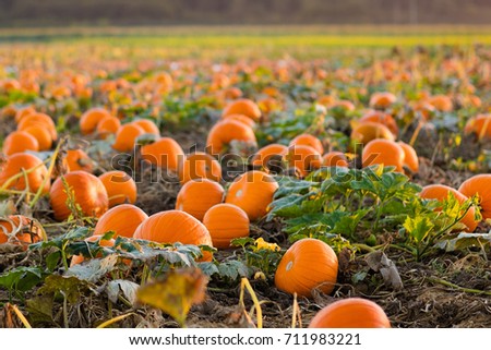 Beautiful pumpkin field in Germany, Europe. Halloween pumpkins on farm. Pumpkin patch on a sunny autumn morning during Thanksgiving time. Organic vegetable farming. Harvest season in October.