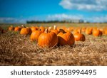 Beautiful pumpkin field in jordan. Halloween pumpkins on farm. Pumpkin patch on a sunny autumn morning 