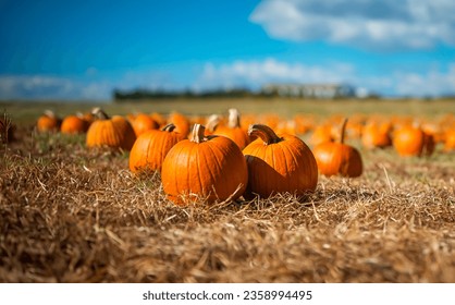 Beautiful pumpkin field in jordan. Halloween pumpkins on farm. Pumpkin patch on a sunny autumn morning  - Powered by Shutterstock