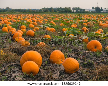 A beautiful pumpkin patch in Canada during the fall for Thanksgiving and Halloween.