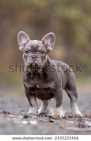 Similar – Portrait of a very young French Bulldog