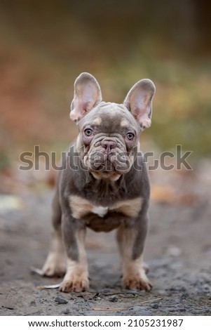 Similar – Portrait of a very young French Bulldog