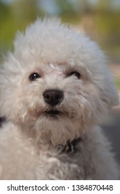 Beautiful Puppy Bichon Frisé Portrait