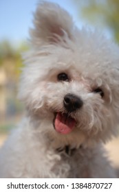 Beautiful Puppy Bichon Frisé Portrait