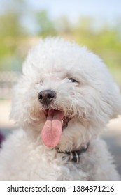 Beautiful Puppy Bichon Frisé Portrait