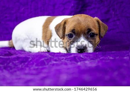 beautiful puppy bitch jack russell terrier lies on a purple bedspread. Violet Background