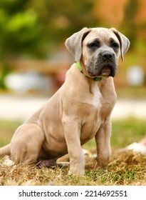 Beautiful puppy Cane Corso Formentino - Shutterstock ID 2214692551