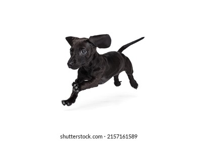 Beautiful Puppy Of Dachshund Dog Jumping, Running Isolated On White Studio Background. Concept Of Motion, Pets Love, Animal Life. Looks Happy, Funny. Copyspace For Ad. Doggy With Shiny Black Hair.