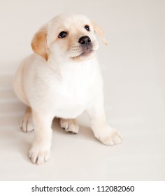 무료 강아지 스톡 이미지 및 사진 다운로드 - Shutterstock