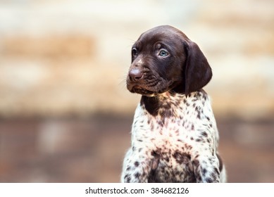 Similar Images Stock Photos Vectors Of A Male German Shepherd