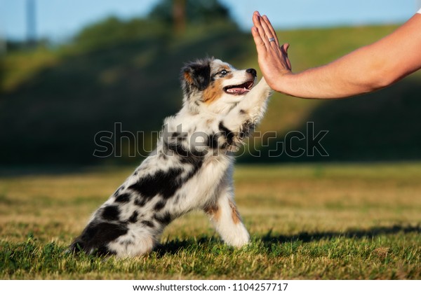 Beautiful puppy gives paw to\
owner