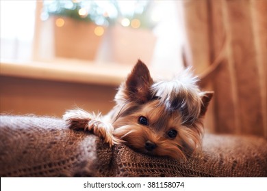 Beautiful Puppy Lying On A Fluffy Rug. Little Dog Looks Clever And Sad Eyes. Man's Best Friend. Yorkshire Terrier.