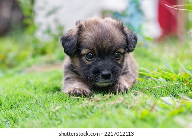 Beautiful Puppy Puppy Of Mixed Breed, Lying On The Grass Staring At The Grass. Brown And Black Dog Surrounded By Green Nature. Obese And Very Hairy Puppy.