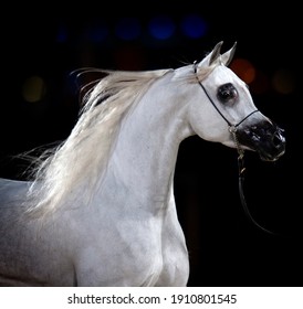 A Beautiful Pure Arabian horse in Katara  -QATAR 