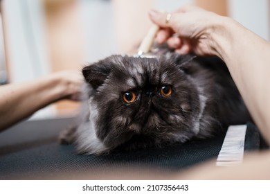 Beautiful Pure Blood Persian Exotic Cat Enjoying In Professional Grooming And Hair Care. Professional Female Groomer At Work.