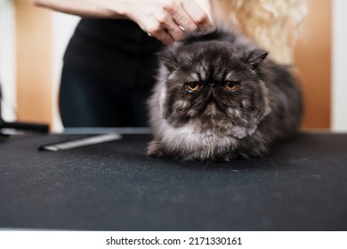 Beautiful Pure Blood Persian Exotic Cat Enjoying In Professional Grooming And Hair Care. Professional Female Groomer At Work.