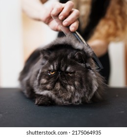 Beautiful Pure Blood Persian Exotic Cat Enjoying In Professional Grooming And Hair Care. Professional Female Groomer At Work.