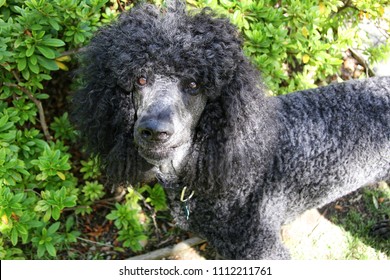 7 Pure bread standard poodle Images, Stock Photos & Vectors | Shutterstock