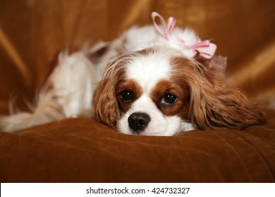 Beautiful Pure Breed cavalier King Charles Cavalier Spaniel dogs