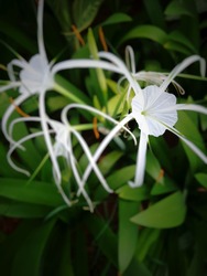 Beautiful Pure White Colored Of Hymenocallis Littoralis Flowers, Also Known As Spider Lily, Peruvian Daffodil And Summer Daffodil. The Flowers Are Large Enough To See From Quite A Distance